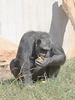 Schimpansin beim Essen (Heidelberg)