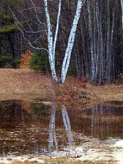 birch reflections