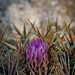 Blooming Barrel Cactus and Bokeh Macro