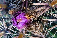 Barrel Cactus Flower - Running out of photos to post.  I really need to go on a shoot.  Thank goodness one is scheduled in a week!!