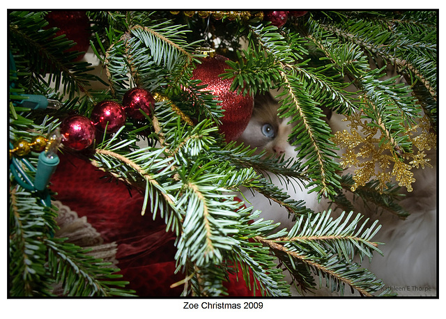 Zoe under tree Christmas 2009