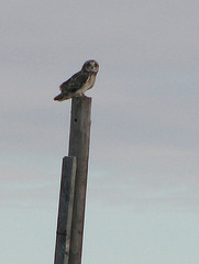 Perched Short-eared Owl