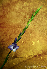 Purple Gladiolus with Kerstin Frank Art Texture 41712