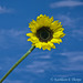 Sunflower with Blue Sky 41712