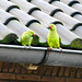 Rose-ringed Parakeets