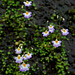 20090816-0747  Utricularia striatula Sm.
