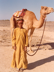 Camel races 1