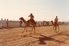 Camel races 3