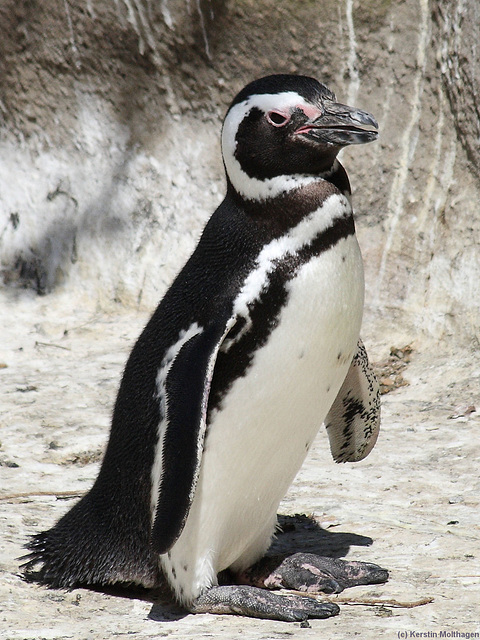 Magellan-Pinguin (Zoo Karlsruhe)
