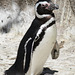 Magellan-Pinguin (Zoo Karlsruhe)