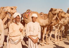 Camel races 4
