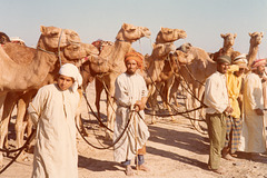 Camel races 6