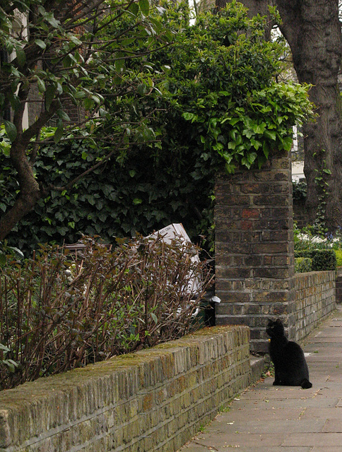 Black Cat, Islington