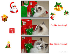 Zoe and presents triptych