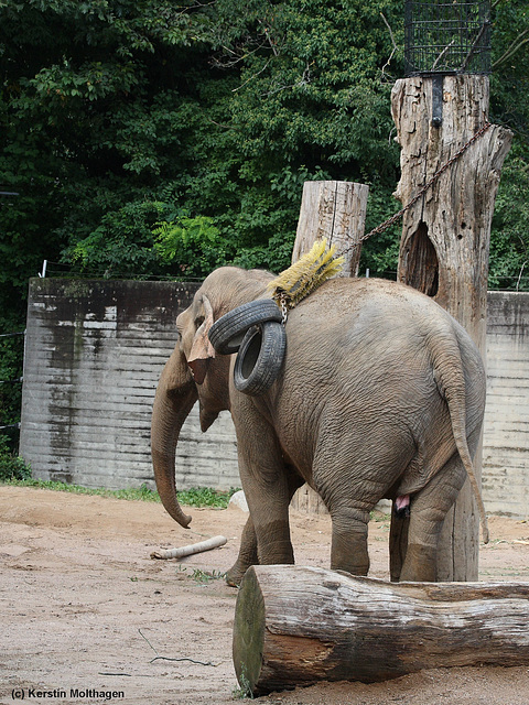 Asiatische Elefantin (Karlsruhe)