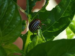 Colorado Potato Beetle...whatchu doin' in New Ham'sha?