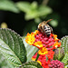 Biene und Blüte (Wilhelma)