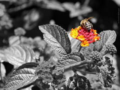 Biene und Blüte (Wilhelma)