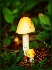 the yellow toadstool and the mini me