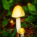 the yellow toadstool and the mini me