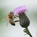 Biene und Distel (Wilhelma)