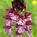 Orchis pourpre, Orchis purpurea, lady orchid, Orchidacées, Lot, France