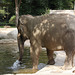 Die Waffe wird geladen - Drama am Elefantenpool V (Zoo Karlsruhe)