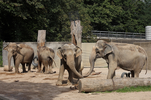 Geschafft - Drama am Elefantenpool VIII (Zoo Karlsruhe)