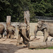 Geschafft - Drama am Elefantenpool VIII (Zoo Karlsruhe)