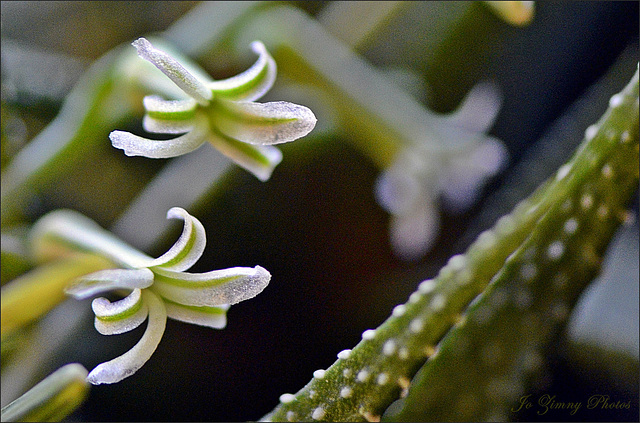 Zebra Cactus Flowers