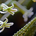 Zebra Cactus Flowers