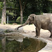 Beobachterin - Drama am Elefantenpool III (Zoo Karlsruhe)