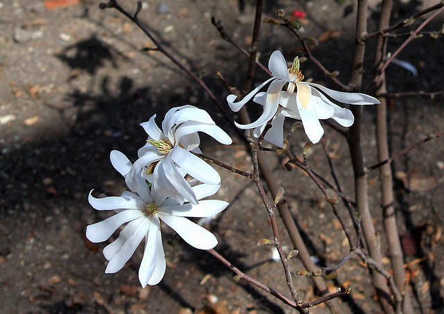 Magnolia stellata (2)