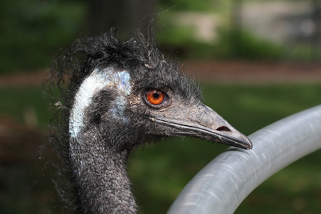 Emu (Zoo Karlsruhe)