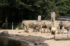Drama am Elefantenpool I (Zoo Karlsruhe)