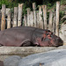 Schlafmützen (Zoo Karlsruhe)