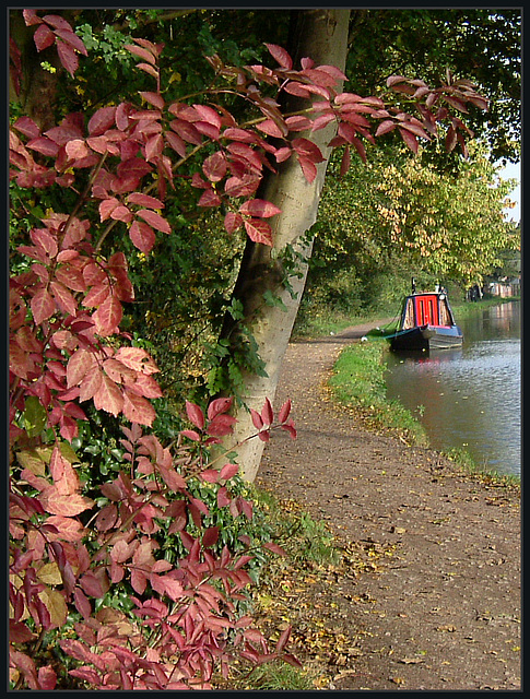 red leaves by the towpath