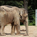 Elefantin Ilona (Zoo Karlsruhe)