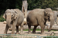 Elefantinnen (Zoo Karlsruhe)