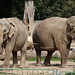 Elefantinnen (Zoo Karlsruhe)