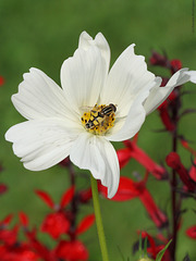Schwebfliege auf einer Blüte (Wilhelma)