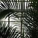 Palms (almost B&W)