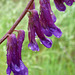 Droplet-Covered Hairy Vetch