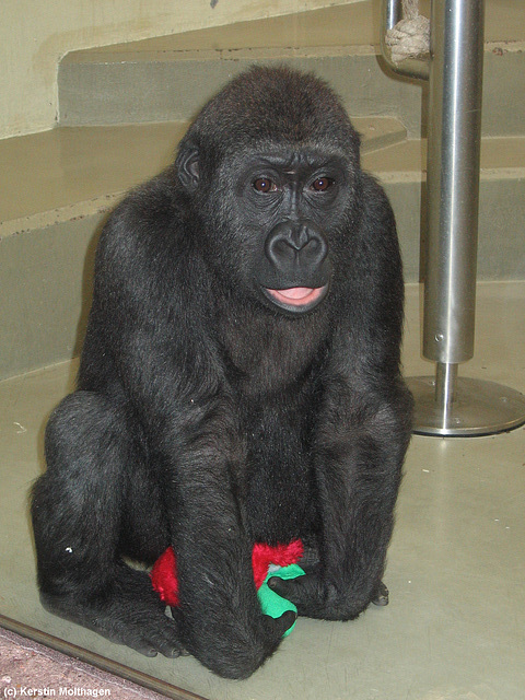 Gorillajunge N'Bia (Wilhelma)