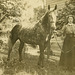 Young Woman with a Dappled Horse