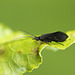 Small Black Caddisfly