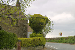 Ross-on-Wye 2013 – Hedge