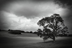 Tree in oilseed rape field - Mono version.