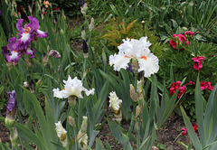 Iris 'Nordica' (2)