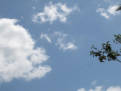 Flying Ant Formation ..